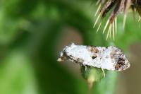 Neocochylis hybridella