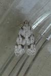Symmoca signatella