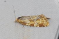 Aethes hartmanniana