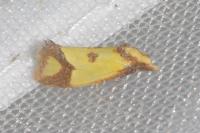 Agapeta zoegana