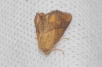 Apoda limacodes