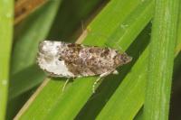 Hedya nubiferana