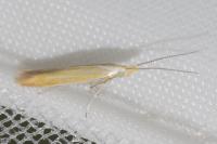 Coleophora