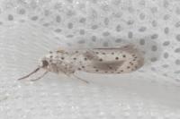 Yponomeuta irrorella
