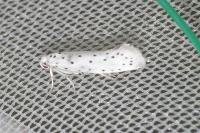 Yponomeuta