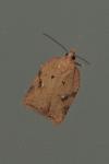 Acleris ferrugana/notana