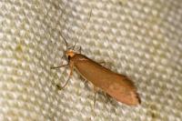 Crassa unitella