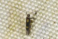 Euspilapteryx auroguttella