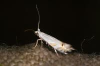 Leucoptera
