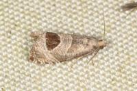 Notocelia uddmanniana