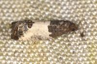 Spilonota ocellana