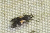 Teleiodes luculella