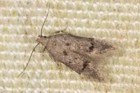 Teleiodes vulgella