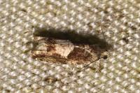 Epinotia immundana