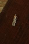 Eucosma gr. cana