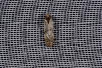Cochylis