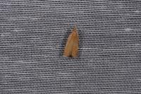 Helcystogramma rufescens