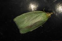 Tortrix viridana