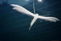 Pterophorus pentadactylus