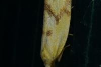 Agapeta hamana