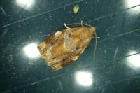 Archips xylosteana