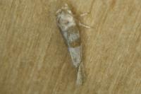 Cedestis gysseleniella