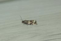 Celypha lacunana