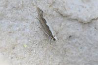 Plutella xylostella