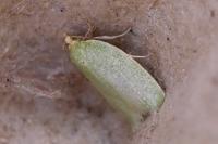Tortrix viridana