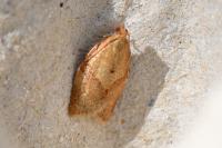 Clepsis consimilana