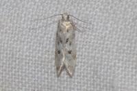 Chionodes electella