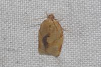 Clepsis consimilana