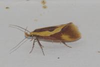 Harpella forficella