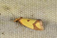 Agapeta zoegana
