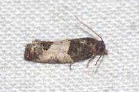 Spilonota ocellana