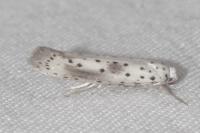 Yponomeuta irrorella