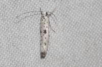 Yponomeuta plumbella