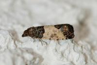 Spilonota ocellana
