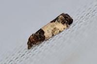 Spilonota ocellana