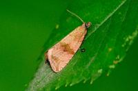 Celypha striana