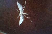 Pterophorus pentadactylus