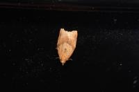 Clepsis consimilana