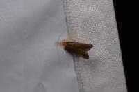 Eurodachtha pallicornella