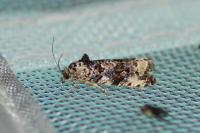 Endothenia oblongana