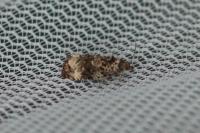 Endothenia oblongana