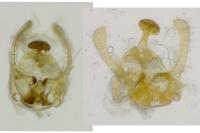 Endothenia oblongana