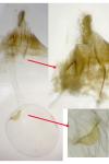 Endothenia oblongana