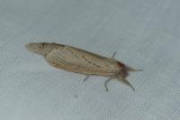 Phragmataecia castaneae