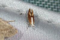 Argyresthia albistria