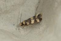 Oegoconia